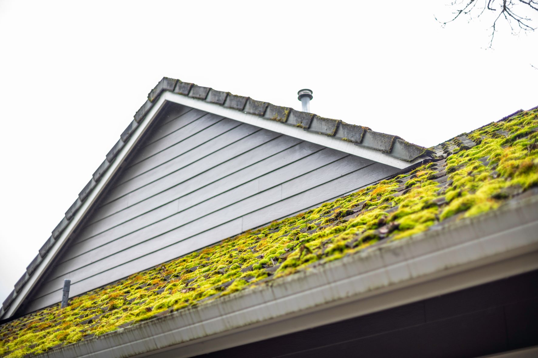 How Trees & Local Environment Impact Your Roof